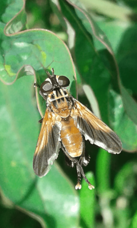 Trichopoda pennipes (Tachinidae)? S